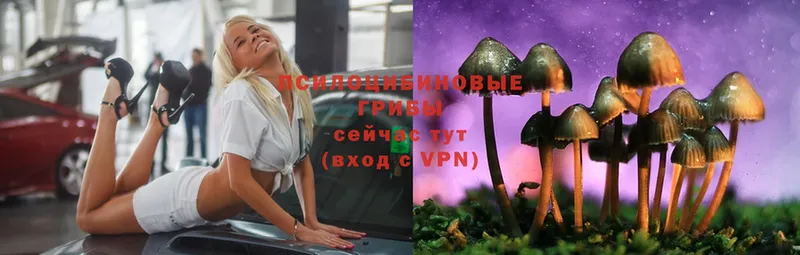 Псилоцибиновые грибы Magic Shrooms  где купить   Красный Сулин 